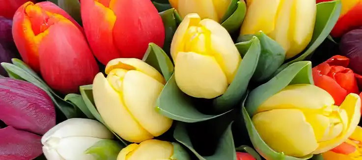 tulips in many colors signifying spring bonuses at Slotocash casino